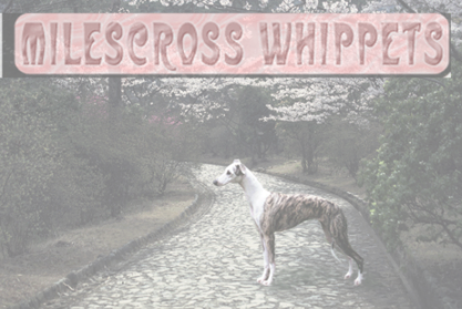 The Milescross Whippets